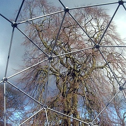 Jim Milner lime tree through snub dodecahedron