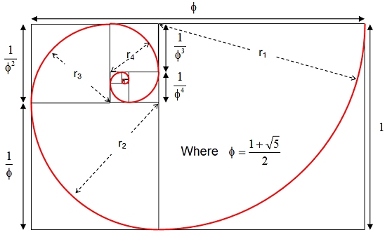 Golden section spiral diagram 1