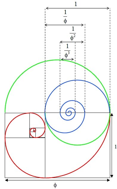 Golden section spiral diagram 4